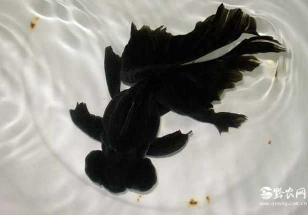 黑瑪麗魚(yú)和墨龍睛金魚(yú)哪個(gè)更好，黑瑪麗魚(yú)vs墨龍睛金魚(yú)哪個(gè)更好？