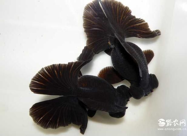 黑瑪麗魚(yú)和墨龍睛金魚(yú)哪個(gè)更好，黑瑪麗魚(yú)vs墨龍睛金魚(yú)哪個(gè)更好？