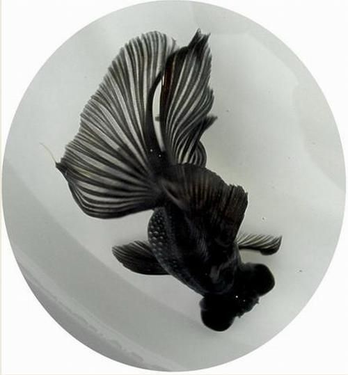 黑瑪麗魚(yú)和墨龍睛金魚(yú)哪個(gè)更好，黑瑪麗魚(yú)vs墨龍睛金魚(yú)哪個(gè)更好？