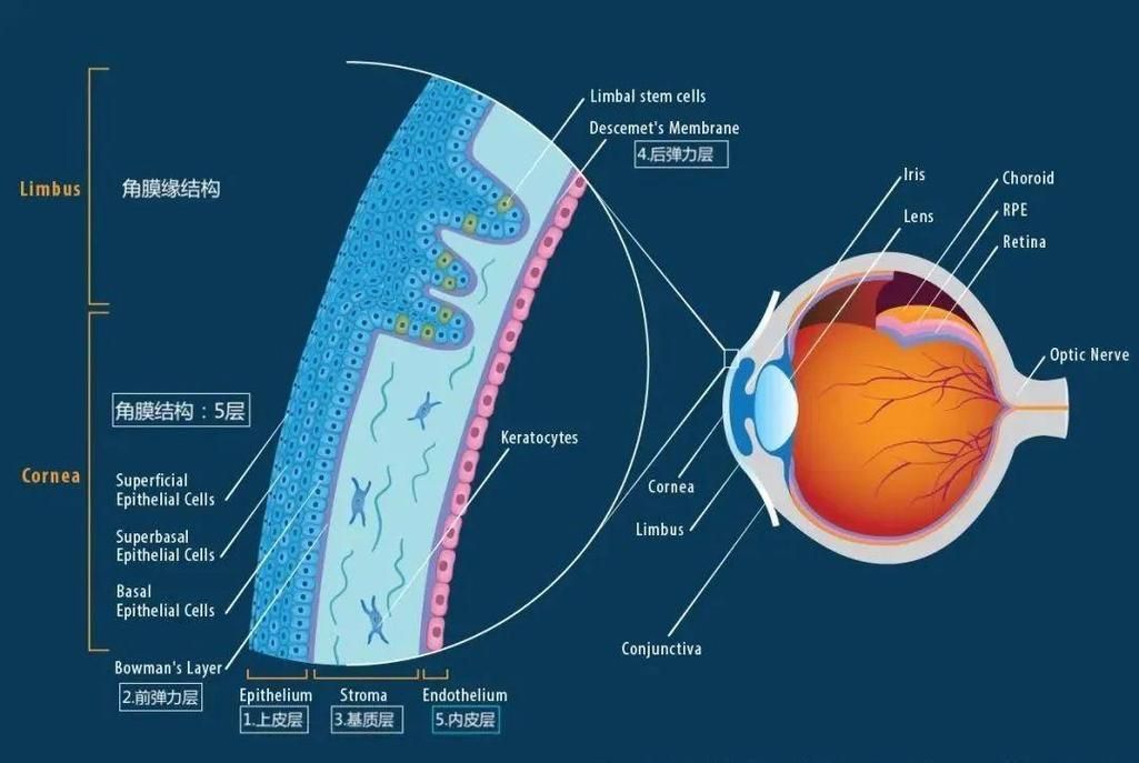 益生菌如何降低眼部感染率，arxiv論文助手arxiv論文助手arxiv論文助手
