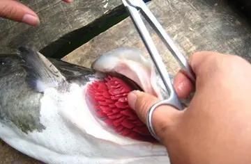 爛鰓病的魚如何處理才能食用