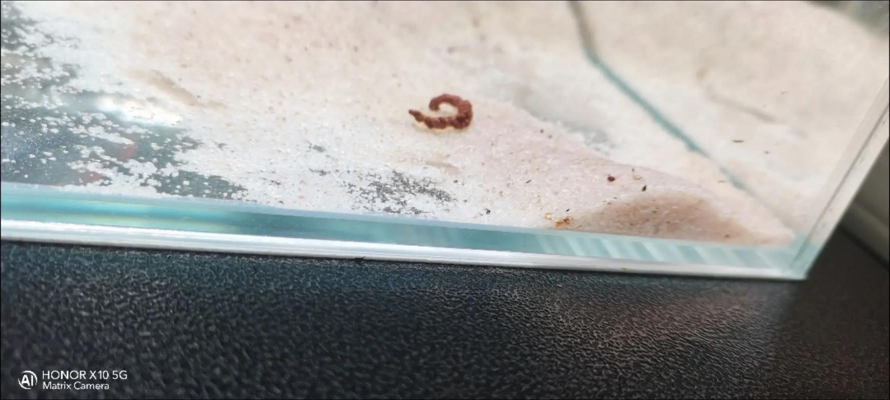 如何預(yù)防雷龍魚(yú)得腸炎，如何預(yù)防雷龍魚(yú)腸炎