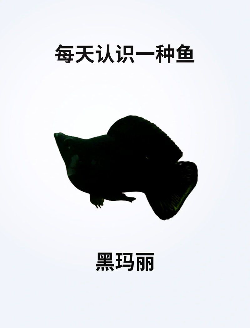 推薦一些其他健康的黑色觀賞魚，黑色觀賞魚怎么養？