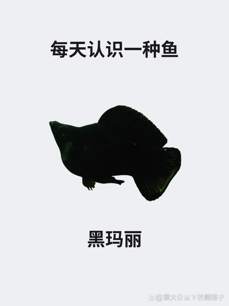 推薦一些其他健康的黑色觀賞魚，黑色觀賞魚怎么養？