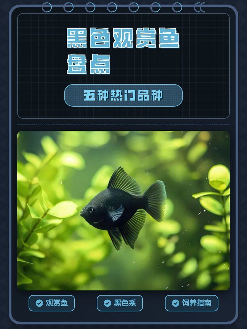 推薦一些其他健康的黑色觀賞魚，黑色觀賞魚怎么養？