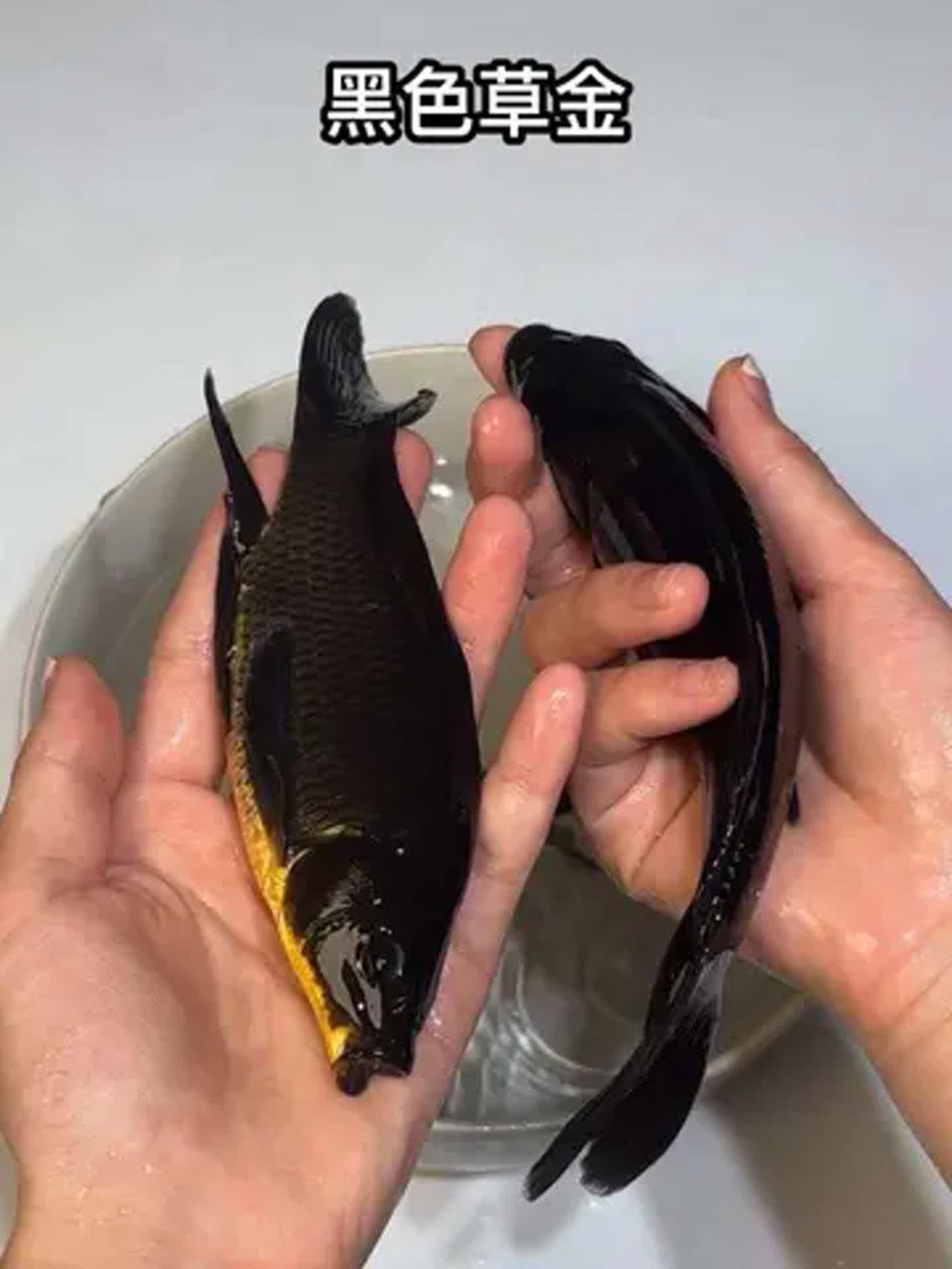 推薦一些其他健康的黑色觀賞魚，黑色觀賞魚怎么養？