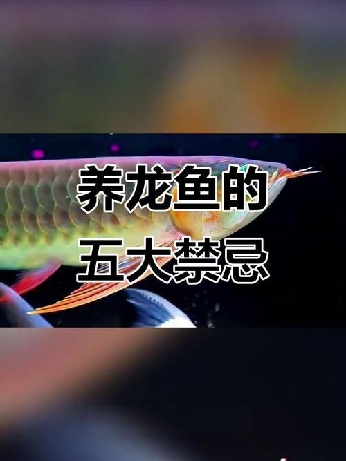 詳解龍魚風水擺放方位，龍魚風水擺放方位詳解龍魚風水擺放方位是什么