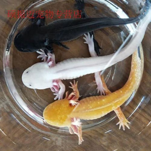給我一些四腳魚蠑螈的圖片，關于四腳魚蠑螈的一些圖片