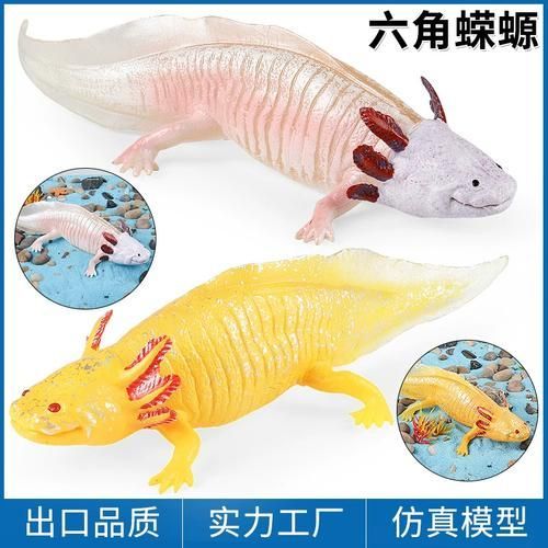 給我一些四腳魚蠑螈的圖片，關于四腳魚蠑螈的一些圖片