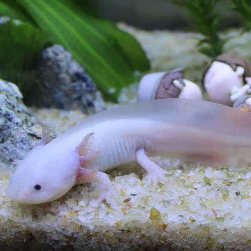 給我一些四腳魚蠑螈的圖片，關于四腳魚蠑螈的一些圖片
