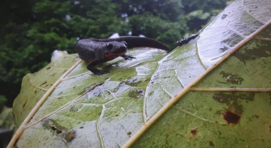 給我一些四腳魚蠑螈的圖片，關于四腳魚蠑螈的一些圖片