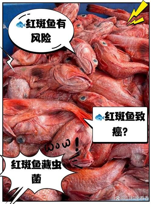 如何安全地食用紅龍魚，scleropagesformosus紅龍魚（arxiv論文助手”