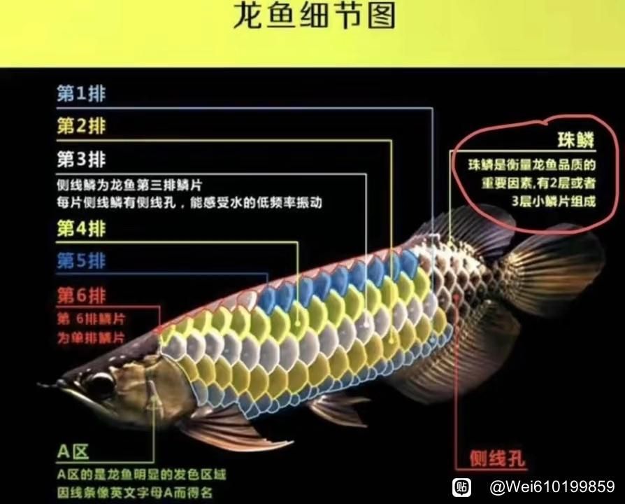 有哪些視頻資源可以輔助挑選過背金龍魚？，如何快速區分過背金龍魚
