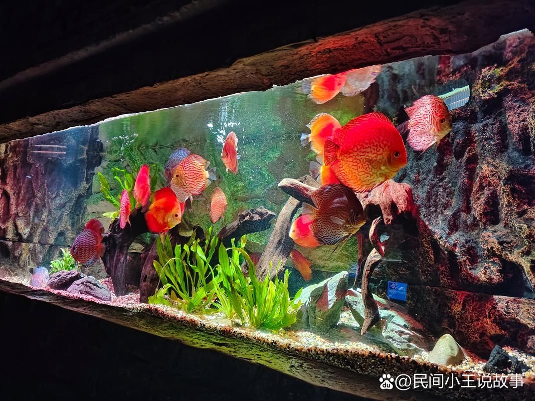 給我推薦一些適合與恐龍魚搭配的水草，恐龍魚與水草的搭配