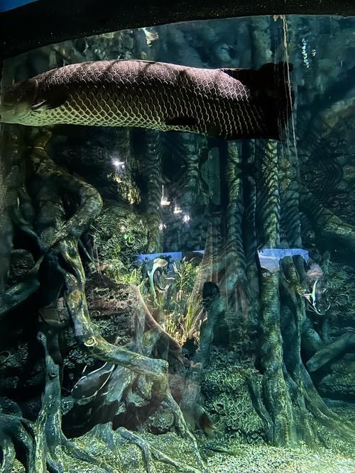 給我推薦一些適合與恐龍魚搭配的水草，恐龍魚與水草的搭配