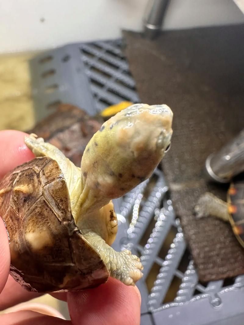 龍龜混養需要多久觀察一次，龍龜混養的注意事項