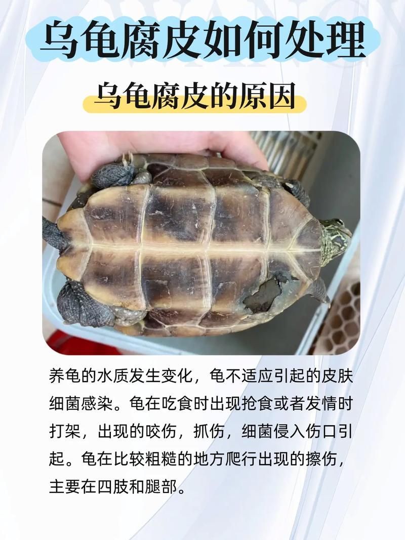 龍龜混養需要多久觀察一次，龍龜混養的注意事項