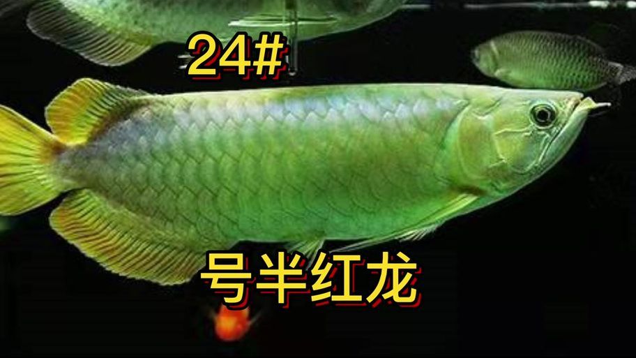 號半龍魚有哪些缺點？，號半龍魚（號半紅龍）