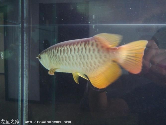 號半龍魚有哪些缺點？，號半龍魚（號半紅龍）