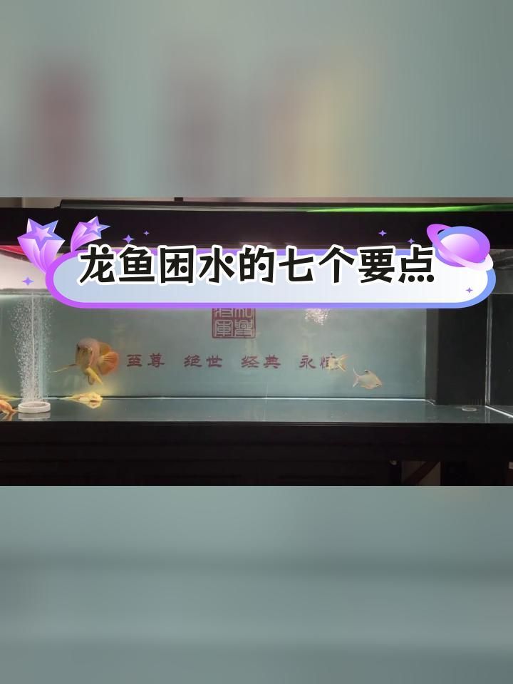 龍魚爛身如何預防，如何預防龍魚爛身