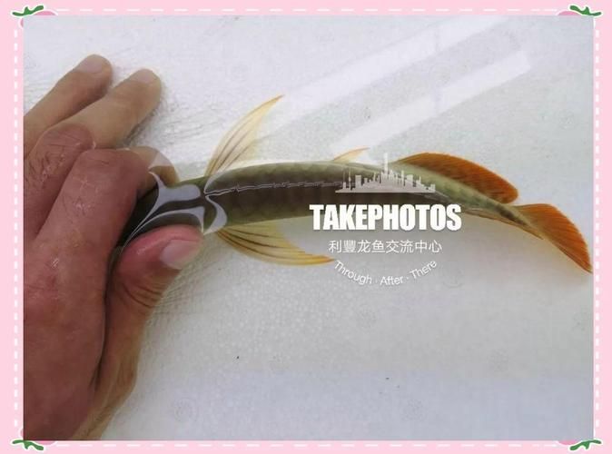 紅龍魚發色階段詳細圖解，如何判斷紅龍魚的發色階段