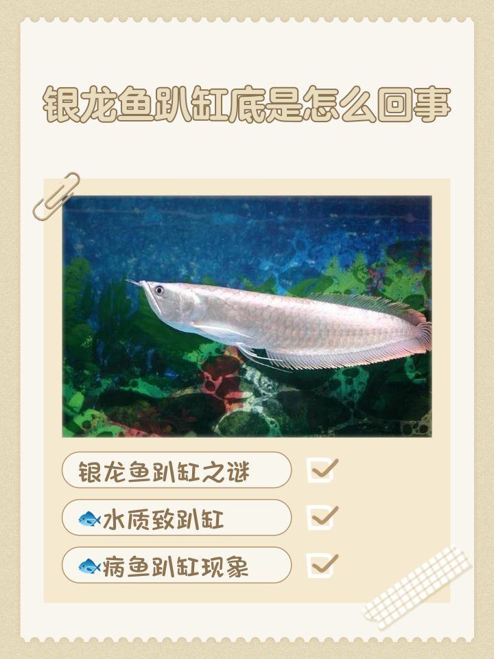 如何預防銀龍魚趴缸，銀龍魚趴缸底是怎么回事老王聊寵物銀龍魚趴缸是怎么回事