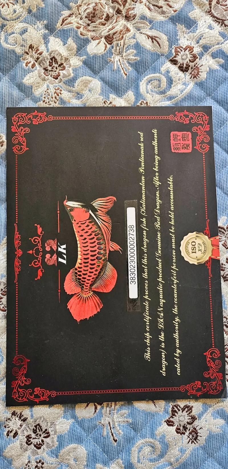 大湖紅龍和辣椒紅龍哪個更貴，大湖紅龍和辣椒紅龍哪個更貴大湖紅龍和辣椒紅龍哪個更貴