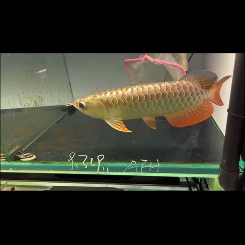 金頭過背金龍魚圖片大全，如何區分金頭過背金龍魚的真假