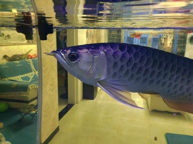金頭過背金龍魚圖片大全，如何區分金頭過背金龍魚的真假