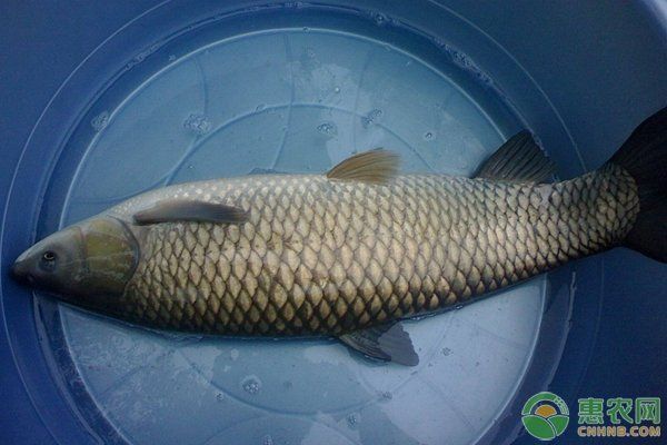 如何判斷魚類是否感染內寄或腸炎，如何判斷魚類是否感染內寄生蟲與腸炎是否感染內寄或腸炎