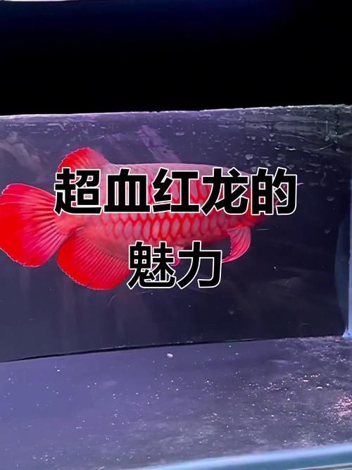 十大紅龍魚中哪一種最稀有，什么是紅龍魚