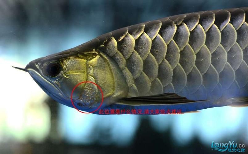 龍魚鰓蓋邊緣外翻，龍魚翻鰓家庭護理清單