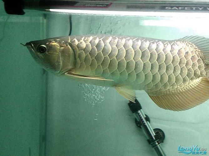 龍魚鰓蓋邊緣外翻，龍魚翻鰓家庭護理清單