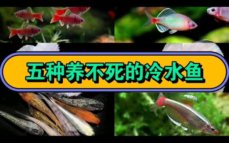 有哪些適合新手養殖的冷水魚，適合新手養殖的冷水魚