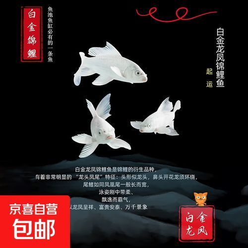 龍鳳魚的價格范圍是多少