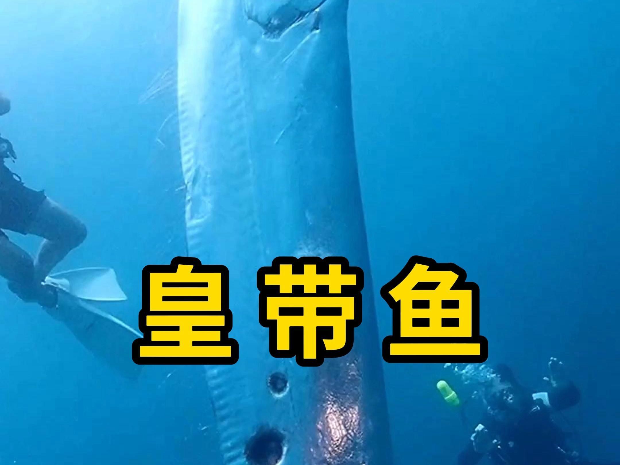 和龍長得像的魚叫什么，和龍長得像的魚叫什么，在探討歐洲魚類的多樣性