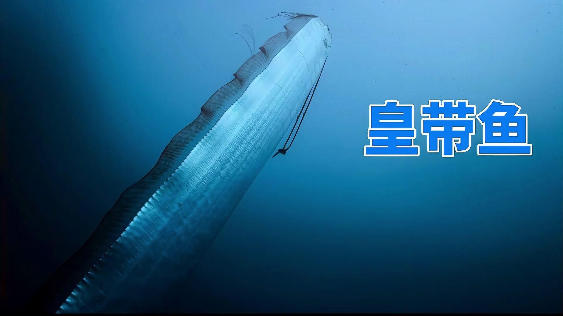 和龍長得像的魚叫什么，和龍長得像的魚叫什么，在探討歐洲魚類的多樣性