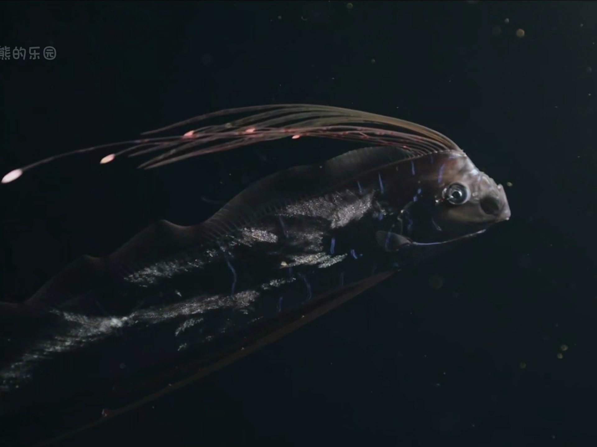 和龍長得像的魚叫什么，和龍長得像的魚叫什么，在探討歐洲魚類的多樣性