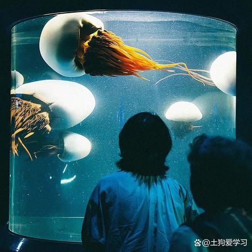龍魚病死對主人有哪些心理影響？，龍魚病死對主人的心理影響（petlossgriefinornamentalfishowners）