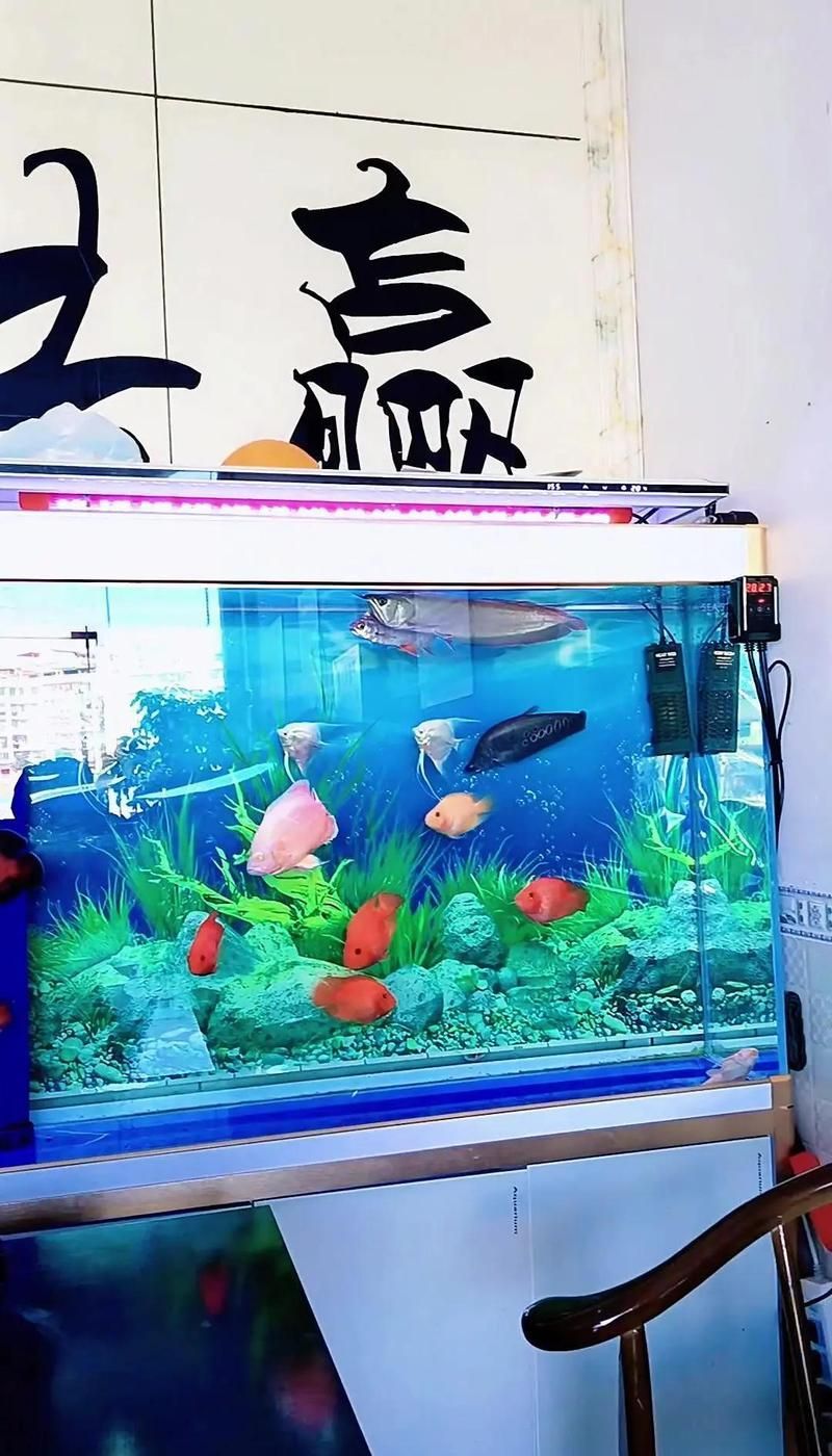 金龍魚視頻觀賞大全，動(dòng)“金龍魚視頻觀賞大全”