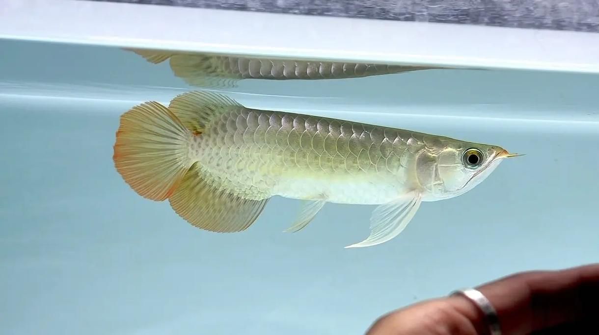 哪些品種的龍魚后三鰭撐開較快