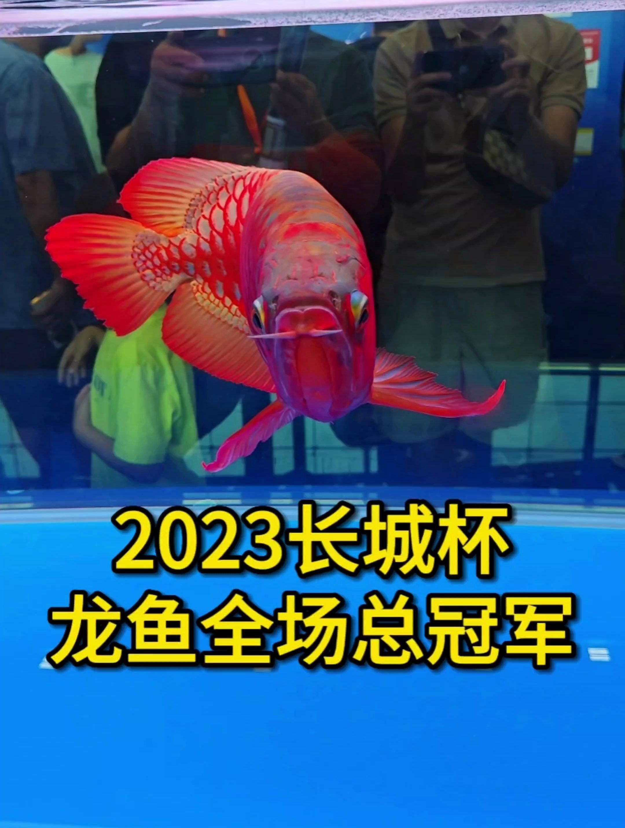 萬山龍魚的價格范圍是多少？，萬山龍魚的價格是多少？