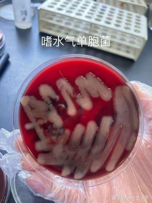 如何預防魚鰭根部發紅傳染，如何預防魚鰭嗜水氣單胞菌、柱狀黃桿菌、柱狀黃桿菌