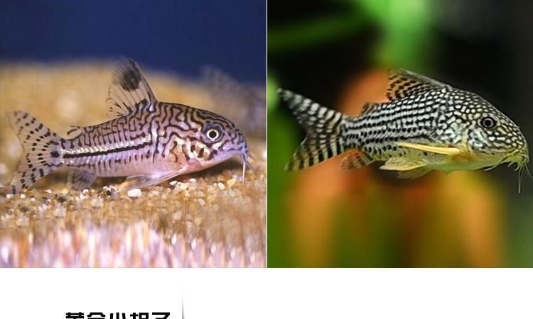 工具魚死亡后如何處理？，“工具魚死亡后如何處理“工具魚死亡后如何處理”并配圖