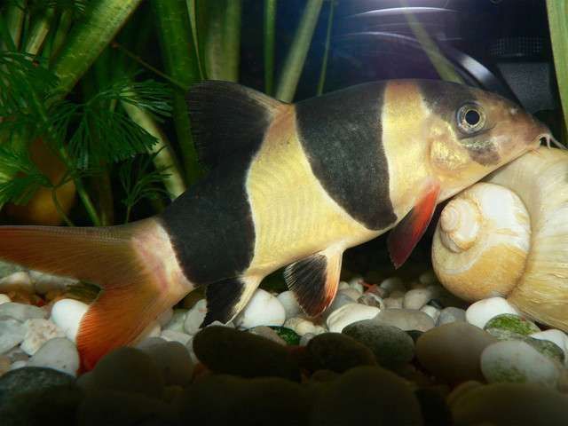 工具魚死亡后如何處理？，“工具魚死亡后如何處理“工具魚死亡后如何處理”并配圖