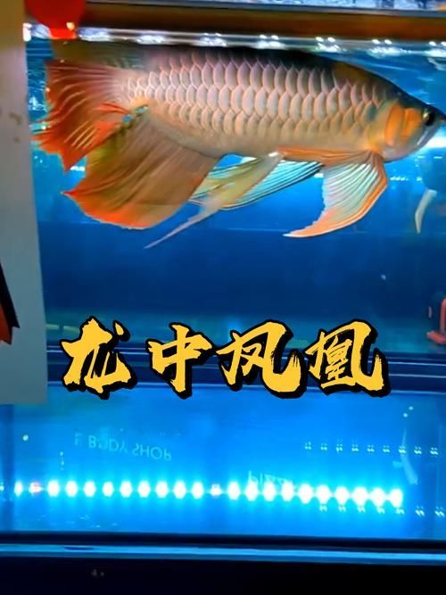 鳳凰紅龍魚的市場價格是多少，鳳凰紅龍魚市場價格是多少鳳凰紅龍魚的最佳飼養(yǎng)方法是什么
