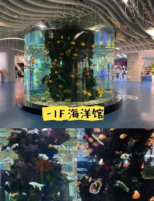 南京有哪些龍魚觀賞場所？，南京有哪些龍魚的觀賞場所？