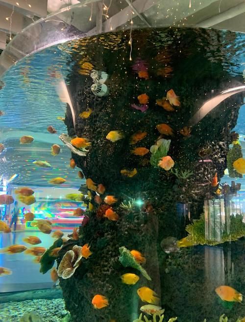 南京有哪些龍魚觀賞場所？，南京有哪些龍魚的觀賞場所？