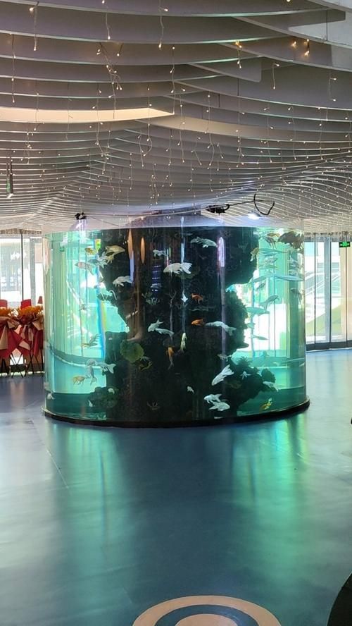 南京有哪些龍魚觀賞場所？，南京有哪些龍魚的觀賞場所？