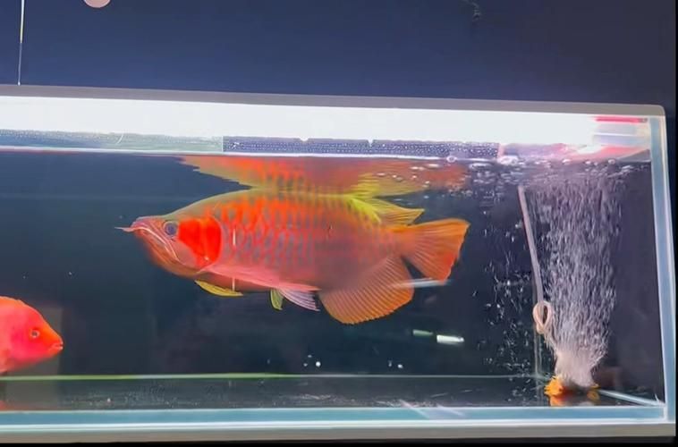 戰(zhàn)車紅龍魚，戰(zhàn)車紅龍魚的特點(diǎn)